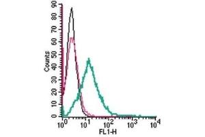 Cell surface detection of GPR37L1 by indirect flow cytometry in live intact mouse BV-2 microglia cell line: (black line) Cells. (GPR37L1 antibody  (Extracellular, N-Term))
