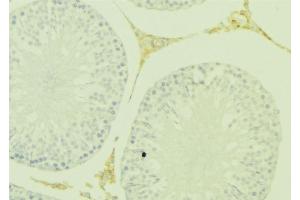 ABIN6277394 at 1/100 staining Mouse testis tissue by IHC-P. (Kallikrein 5 antibody)