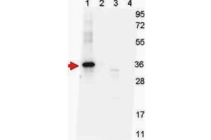 Western blot shows detection of recombinant NAG-1 protein present in Pichia pastoris whole cell lysates: lane 1 - yeast cell lysate expressing NAG-1 H variant with SUMO expression tag at 36 kDa; lane 2 - yeast cell lysate expressing NAG-1 D variant with SUMO expression tag at 36 kDa; lane 3 - yeast cell lysate expressing NAG-1 H variant; and lane 4 - yeast cell lysate expressing NAG-1 D variant.
