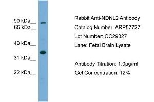 WB Suggested Anti-NDNL2  Antibody Titration: 0. (Necdin-Like 2 antibody  (Middle Region))