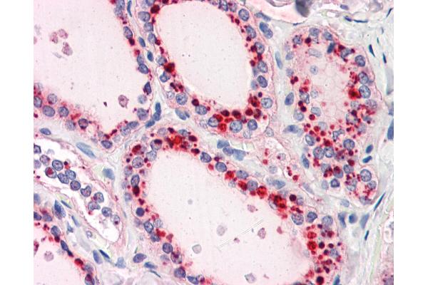 RYBP antibody  (N-Term)