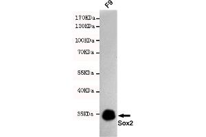 Western blot detection of Sox2 in F9 cell lysates using Sox2 mouse mAb (1:1000 diluted). (SOX2 antibody)
