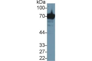 Detection of HSPA1A in Human Jurkat cell lysate using Anti-Heat Shock 70 kDa Protein 1A (HSPA1A) Monoclonal Antibody (HSP70 1A antibody  (AA 285-641))
