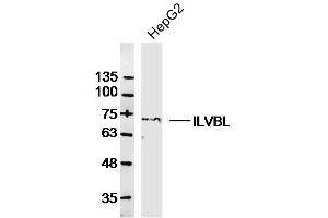 HepG2 lysates probed with ILVBL Polyclonal Antibody, Unconjugated  at 1:300 dilution and 4˚C overnight incubation. (ILVBL antibody  (AA 301-400))