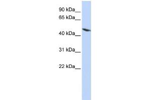 WB Suggested Anti-TEKT4 Antibody Titration: 0. (Tektin 4 antibody  (N-Term))