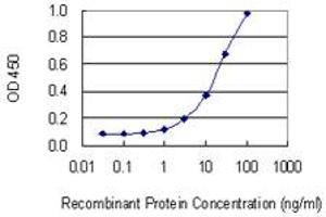 Detection limit for recombinant GST tagged CSAD is 0. (CSAD antibody  (AA 1-98))
