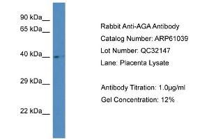 Western Blotting (WB) image for anti-Aspartylglucosaminidase (AGA) (Middle Region) antibody (ABIN786322) (AGA antibody  (Middle Region))