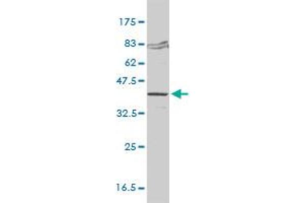 FVT1 antibody  (AA 12-332)
