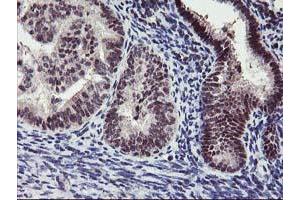 Image no. 4 for anti-Ankyrin Repeat Domain 53 (ANKRD53) (AA 1-300) antibody (ABIN1490719) (ANKRD53 antibody  (AA 1-300))