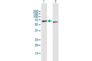 Western Blot analysis of KRT82 expression in transfected 293T cell line by KRT82 MaxPab polyclonal antibody. (Keratin 82 antibody  (AA 1-513))