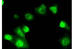 Anti-SRR mouse monoclonal antibody (ABIN2453685) immunofluorescent staining of COS7 cells transiently transfected by pCMV6-ENTRY SRR (RC210359). (SRR antibody)