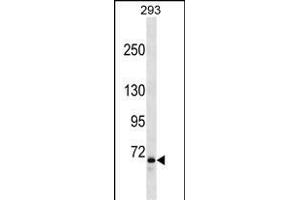 FOXP2 Antibody (Ascites) ABIN1539974 western blot analysis in 293 cell line lysates (35 μg/lane). (FOXP2 antibody  (AA 657-684))