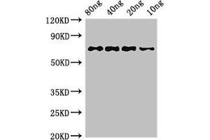 Western Blot Positive WB detected in Recombinant protein All lanes: htpG antibody at 3 μg/mL Secondary Goat polyclonal to rabbit IgG at 1/50000 dilution predicted band size: 72 kDa observed band size: 72 kDa (HtpG (AA 1-624) antibody)