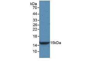 Detection of Recombinant VEGFC, Rat using Monoclonal Antibody to Vascular Endothelial Growth Factor C (VEGFC) (VEGFC antibody  (AA 108-223))
