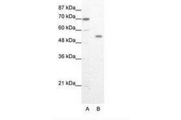 ZNF665 antibody  (AA 76-125)