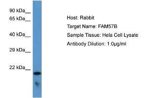 Host: Rabbit Target Name: FAM57B Sample Type: Hela Whole cell lysates Antibody Dilution: 1. (FAM57B antibody  (C-Term))