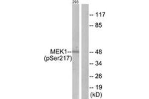 Western blot analysis of extracts from 293 cells treated with PMA 125ng/ml 30', using MEK1/2 (Phospho-Ser217) Antibody. (MEK1/2 antibody  (pSer218))