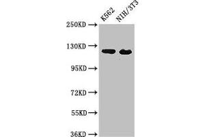 Western Blot Positive WB detected in: K562 whole cell lysate, NIH/3T3 whole cell lysate All lanes: XPO1 antibody at 3 μg/mL Secondary Goat polyclonal to rabbit IgG at 1/50000 dilution Predicted band size: 124 kDa Observed band size: 124 kDa (XPO1 antibody  (AA 625-845))
