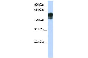 WB Suggested Anti-SPNS1 Antibody Titration:  0. (SPNS1/Spinster 1 antibody  (N-Term))