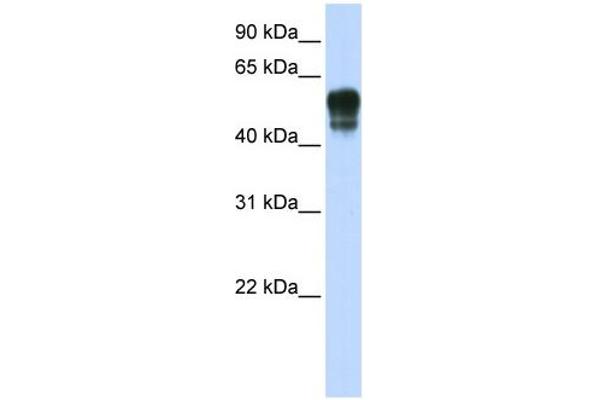 SPNS1/Spinster 1 Antikörper  (N-Term)