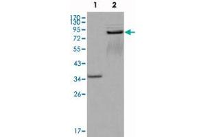Western blot analysis using EPHA7 monoclonal antibody, clone 6C8G7  against truncated GST-EPHA7 recombinant protein (1) and truncated EPHA7 (aa 25-556) -hIgGFc transfected CHOK1 cell lysate (2) .