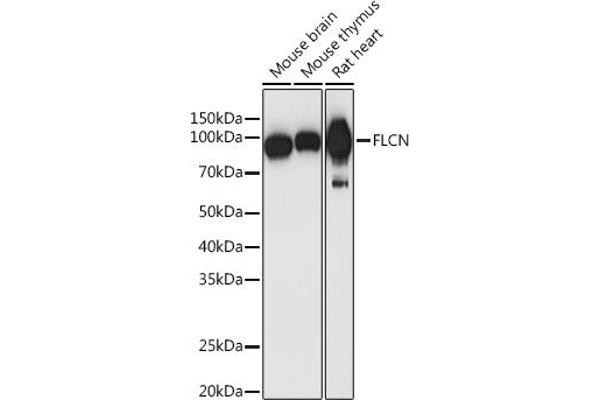 FLCN anticorps  (AA 1-130)