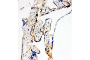 Immunohistochemistry (IHC) image for anti-Transcription Factor A, Mitochondrial (TFAM) (AA 227-246), (C-Term) antibody (ABIN3044014)
