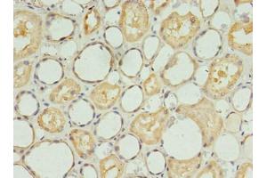 Immunohistochemistry (IHC) image for anti-Sphingosine-1-Phosphate Receptor 1 (S1PR1) (AA 311-382) antibody (ABIN7170565)