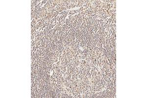 Immunohistochemical analysis of paraffin-embedded Human tonsil tissue using (ABIN654330 and ABIN2844106) performed on the Leica® BOND RXm. (CEPT1 antibody  (N-Term))