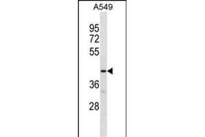 GPR52 Antibody (C-term) (ABIN1881387 and ABIN2838602) western blot analysis in A549 cell line lysates (35 μg/lane). (GPR52 antibody  (C-Term))