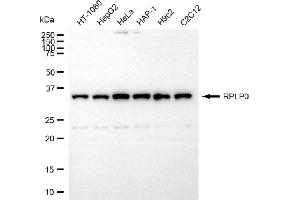 Western blotting analysis using RPLP0 antibody (ABIN7800238).