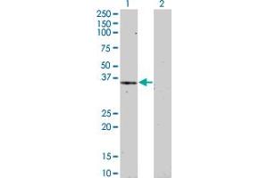 Western Blot analysis of HEY1 expression in transfected 293T cell line by HEY1 monoclonal antibody (M01), clone 3B3. (HEY1 antibody  (AA 121-220))