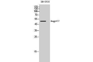 Western Blotting (WB) image for anti-Angiopoietin-Like 7 (ANGPTL7) (C-Term) antibody (ABIN3183283) (ANGPTL7 antibody  (C-Term))