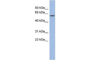 WB Suggested Anti-PPARA Antibody Titration:  0. (PPARA antibody  (N-Term))