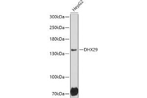 Western blot analysis of extracts of HepG2 cells, using DHX29 antibody (ABIN7266709) at 1:1000 dilution. (DHX29 antibody  (AA 1020-1369))