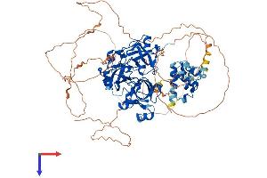 L3MBTL1 Protein (AA 1-826) (His tag)
