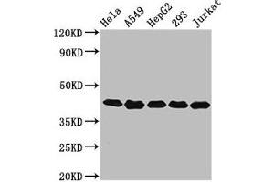 Western Blot Positive WB detected in: Hela whole cell lysate, A549 whole cell lysate, HepG2 whole cell lysate, 293 whole cell lysate, Jurkat whole cell lysate All lanes: POLDIP3 antibody at 3. (POLDIP3 antibody  (AA 100-221))