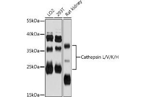 Western blot analysis of extracts of various cell lines, using Cathepsin L/V/K/H antibody (ABIN6127671, ABIN6139236, ABIN6139238 and ABIN6215797) at 1:3000 dilution. (Cathepsin L antibody  (AA 114-333))