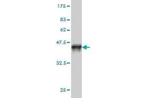 Western Blot detection against Immunogen (37. (SNX12 antibody  (AA 53-159))