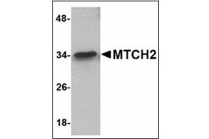 Western blot analysis of MTCH2 in 293 cell lysate with MTCH2 antibody at 1 µg/ml.