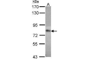 WB Image Sample (30 ug of whole cell lysate) A: 293T 7. (MTHFR antibody  (N-Term))