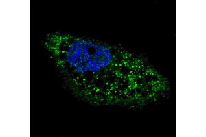 Fluorescent image of  cells stained with ATG4D (C-term) antibody. (ATG4D antibody  (C-Term))