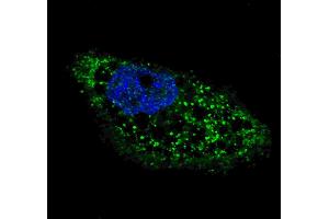 Fluorescent image of  cells stained with ATG4D (C-term) antibody. (ATG4D antibody  (C-Term))