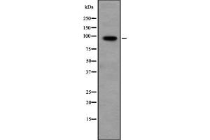 Western blot analysis of PPP1R10 expression in Hela cell lysate,The lane on the left is treated with the antigen-specific peptide. (PPP1R10 antibody  (C-Term))