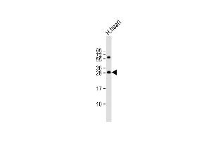 Anti-AK2 Antibody (C-term) at 1:2000 dilution + human heart lysate Lysates/proteins at 20 μg per lane. (Adenylate Kinase 2 antibody  (C-Term))