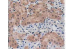 Used in DAB staining on fromalin fixed paraffin- embedded kidney tissue (PTPN13 antibody  (AA 1-161))