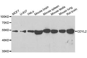 Western blot analysis of extracts of various cell lines, using CDYL2 antibody. (CDYL2 antibody  (AA 60-230))