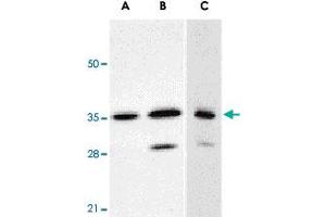 Western blot analysis of ANP32E expression in human A-549 (A) and HepG2 (B) cells, and rat testis (C) with ANP32E polyclonal antibody  at 1 ug/mL .
