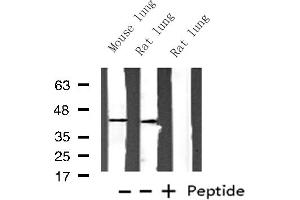 Western blot analysis of Histone PDGFRL expression in various lysates