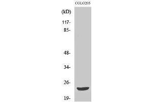 Western Blotting (WB) image for anti-MOB Kinase Activator 3B (MOB3B) (Internal Region) antibody (ABIN3185612)